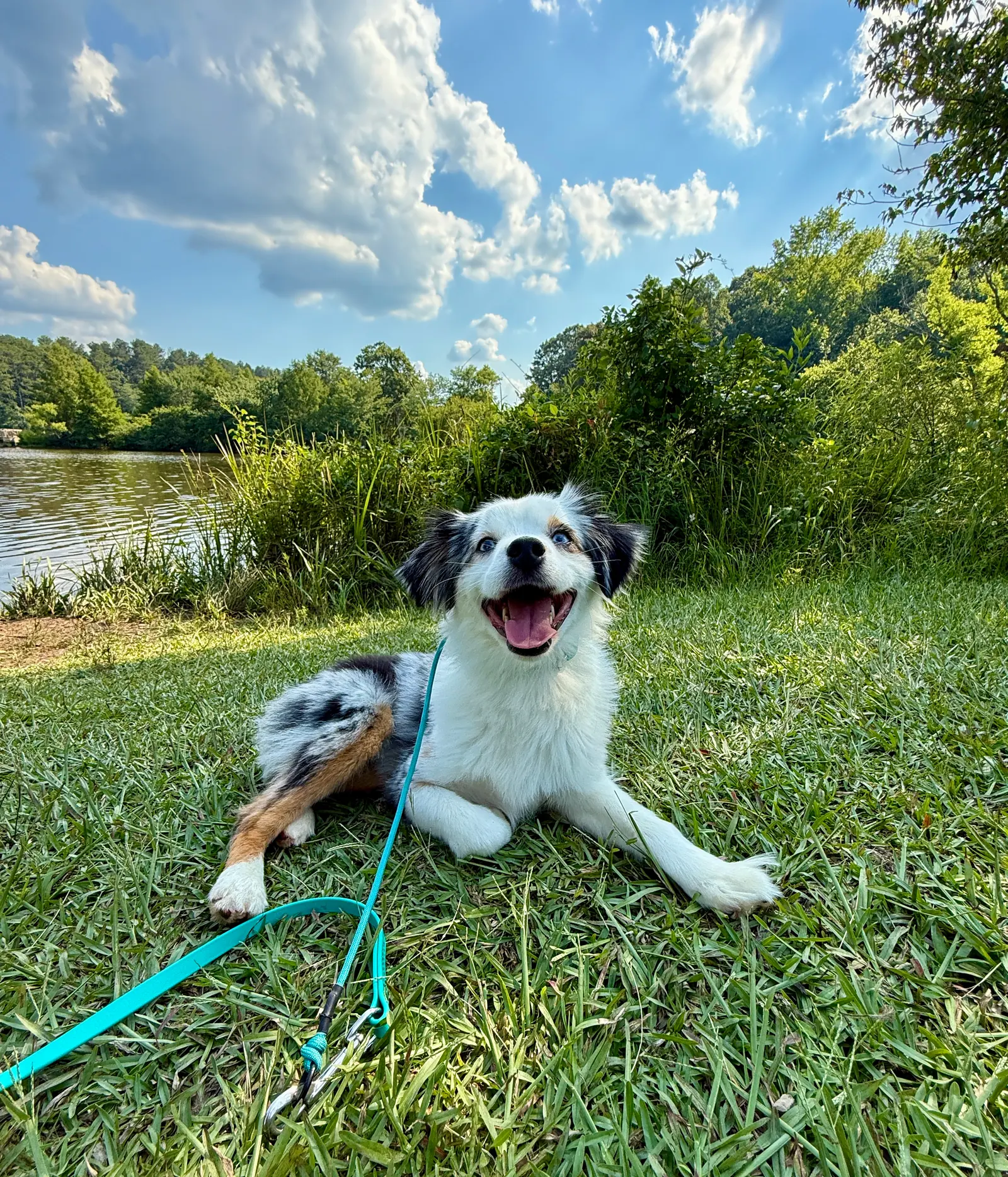 Pet transportation and local pet care support 4